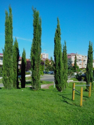 Parco Pubblica Assistenza, Cecina (Li)